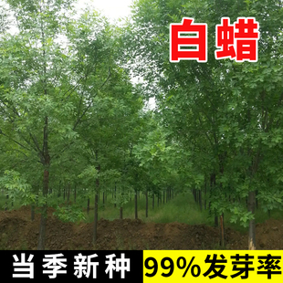 白蜡种子 对节金叶白蜡种籽 小叶大叶树籽速生白蜡种子白蜡树种子