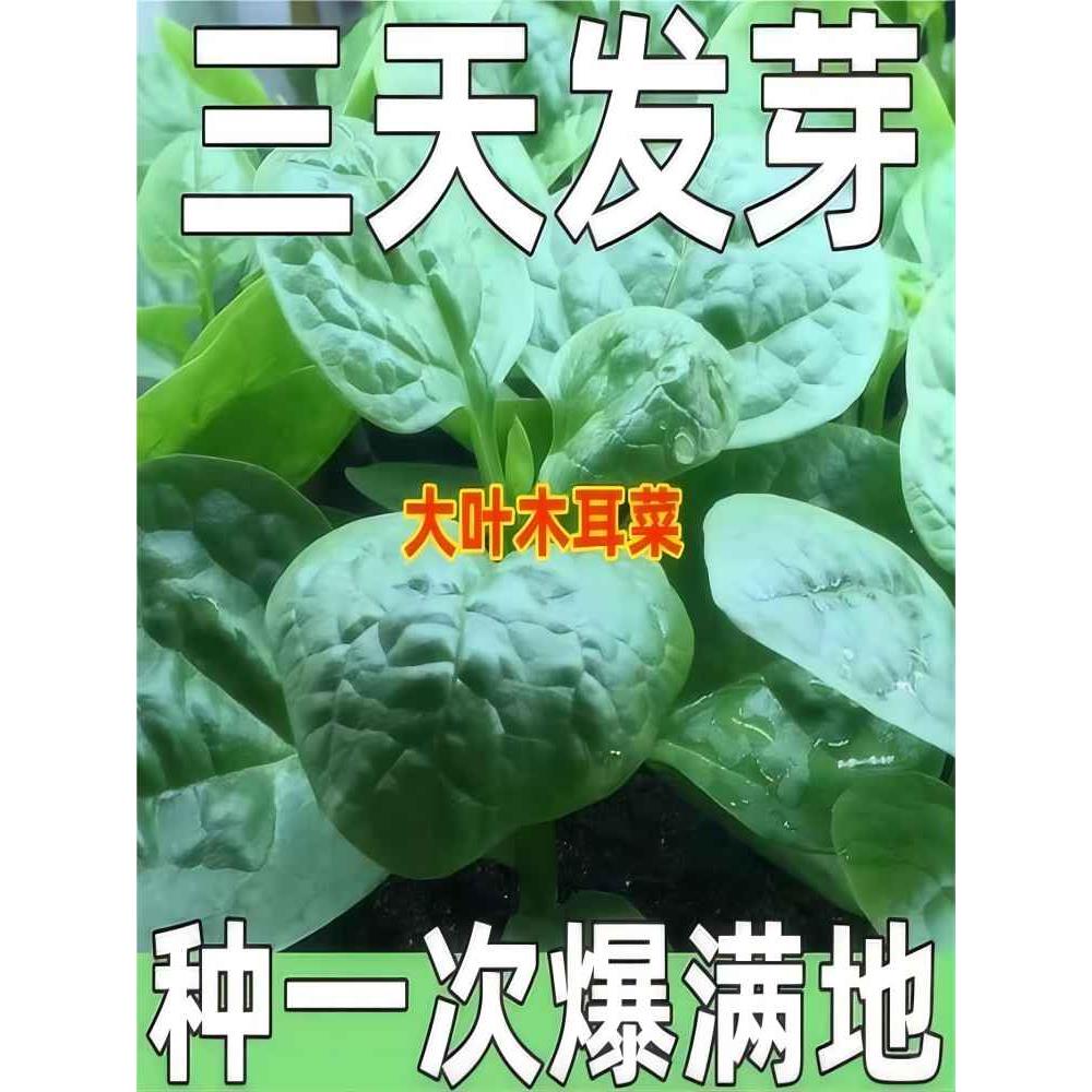 大叶木耳菜种子高钙肉厚夏天耐高温四季室外阳台盆栽农田蔬菜种籽 鲜花速递/花卉仿真/绿植园艺 家庭园艺种子 原图主图