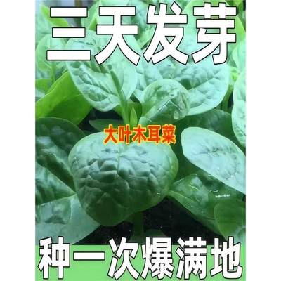 大叶木耳菜种子高钙肉厚夏天耐高温四季室外阳台盆栽农田蔬菜种籽