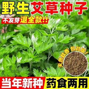 艾草种子种植食用艾草种籽药用艾草种孑大叶艾蒿青蒿四季驱蚊