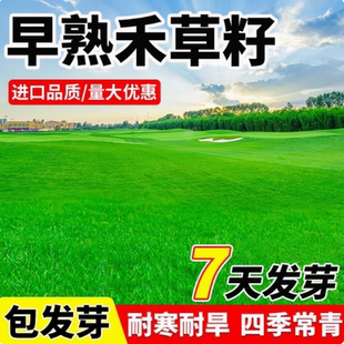 早熟禾草籽草坪草种矮生耐践踏耐寒四季常青种子庭院别墅绿化种孑