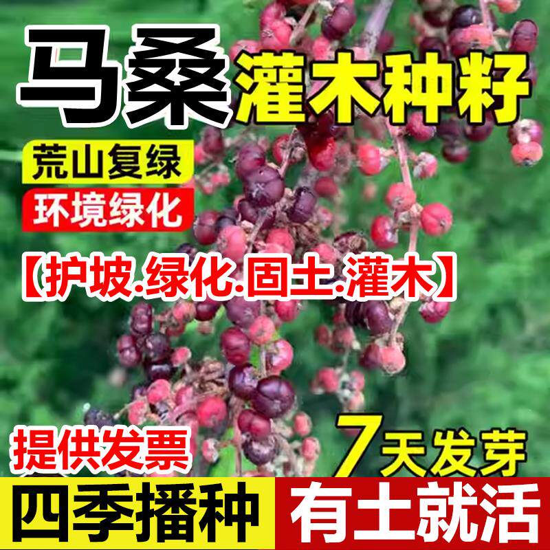马桑种子四季车桑子木豆猪屎豆马棘种籽醉鱼桑葚桑树护坡灌木草籽