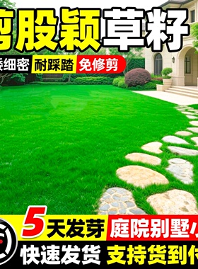 匍匐剪股颖草籽免修剪矮生耐寒四季常青南北方庭院别墅绿化草种子