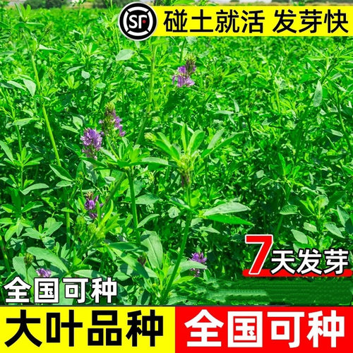 紫花苜蓿种籽大叶牧草种子鱼草鸡鸭鹅羊四季高产高蛋白多年生草籽