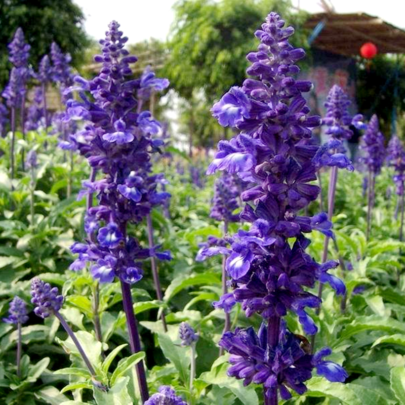 一串蓝花种子太平洋蓝花鼠尾草种籽园林道路景观绿化花卉阳台盆栽