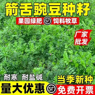 箭舌豌豆野豌豆种子果树绿肥蜜源植物小苕子高蛋白牧草果树除草籽