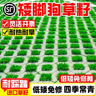 停车场草坪砖草坪草籽耐踩绿化种子耐寒耐热矮脚狗草籽不修剪