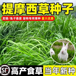 提摩西草种子 猫尾草梯牧草 兔子豚鼠荷兰猪牧草宠物口粮