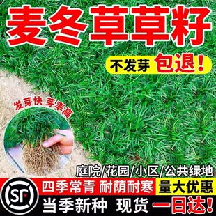 四季常青麦冬草草籽玉龙草日本矮麦冬草种籽细叶麦冬庭院绿化种子
