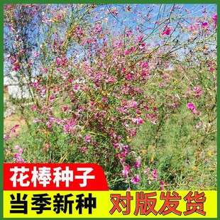 花棒籽蚂蚁森林防风固沙食饲用油用观赏灌木种子植被恢复专用包邮