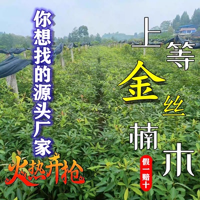 基地直发金丝楠木树苗名贵苗木