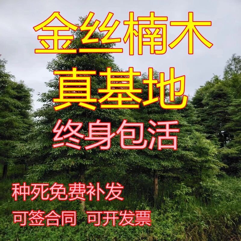 四川金丝楠木树苗小叶桢楠海南黄花梨沉香紫檀红豆杉珍稀名贵种子