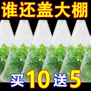 育苗保护透明钟罩重复使用方形温室植物大棚免受鸟类霜冻伤害加厚