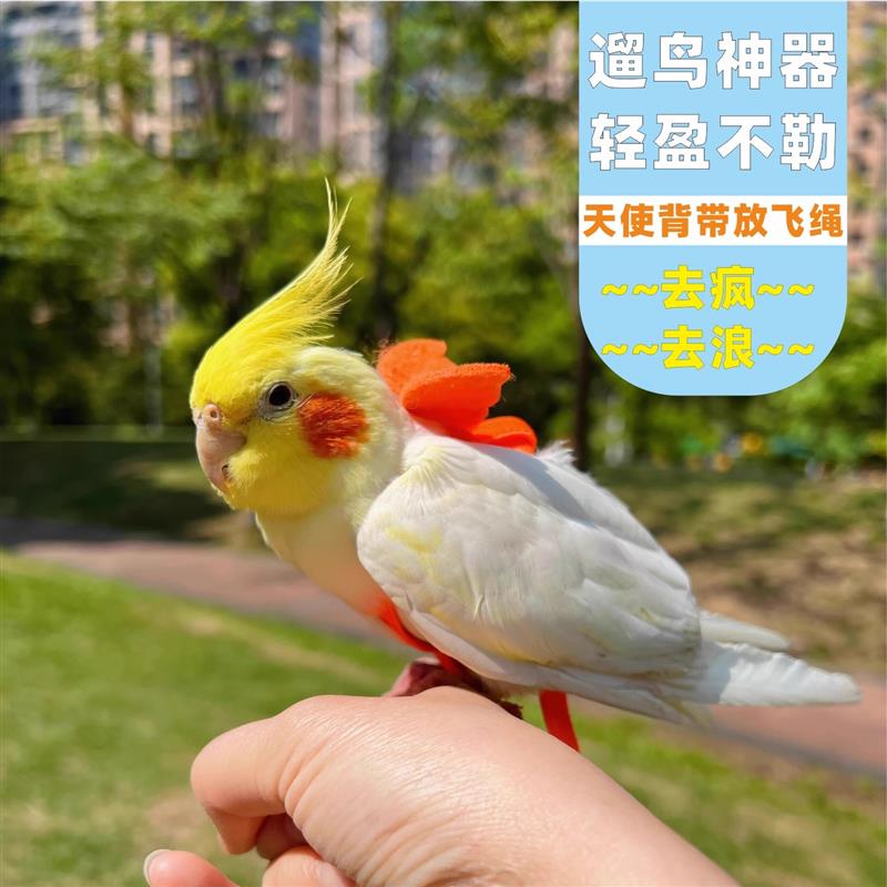 鹦鹉放飞遛鸟绳飞行绳背带