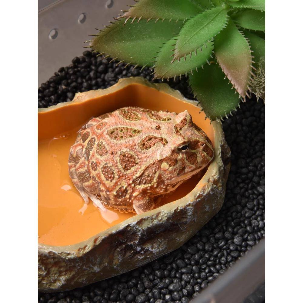 守宫食盆爬宠蜥蜴水盆角蛙寄居蟹泡澡盆姥爷树蛙饲养箱造景饮水盆