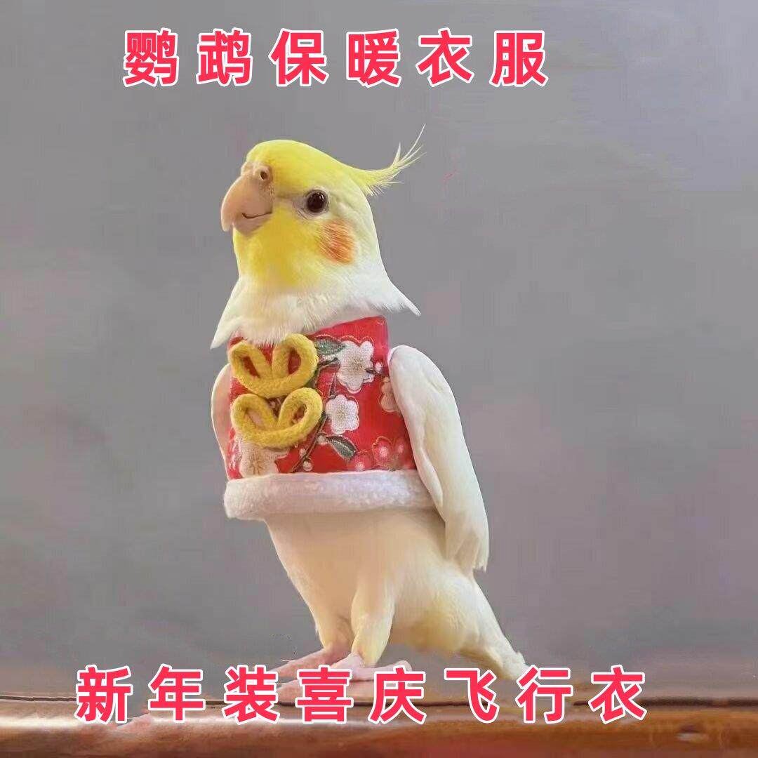 鹦鹉衣服玄凤牡丹虎皮中小型宠物鸟保暖过冬新年装定制喜庆飞行衣