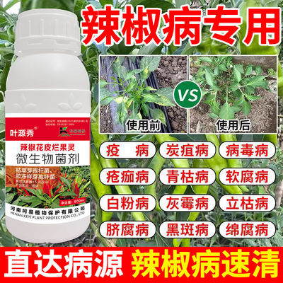 辣椒花皮烂果病辣椒溃疡根腐病青红辣椒朝天椒青枯立枯辣椒杀菌剂