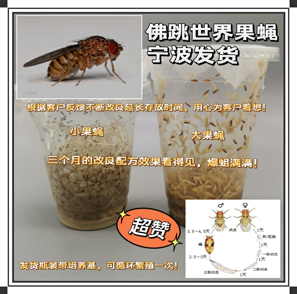 果蝇杯活体饲料大小残翅树蛙螳螂蜘蛛活体饲料包邮