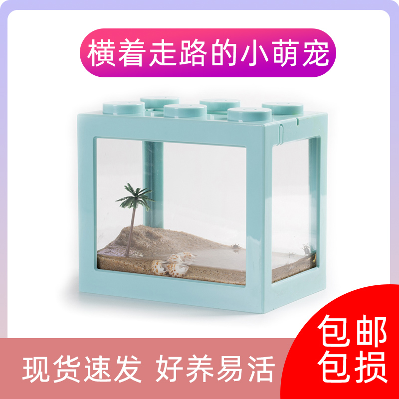 迷你活体宠物桌面积木鱼缸微景观吃土蟹好打理观赏螃蟹豆豆蟹大号