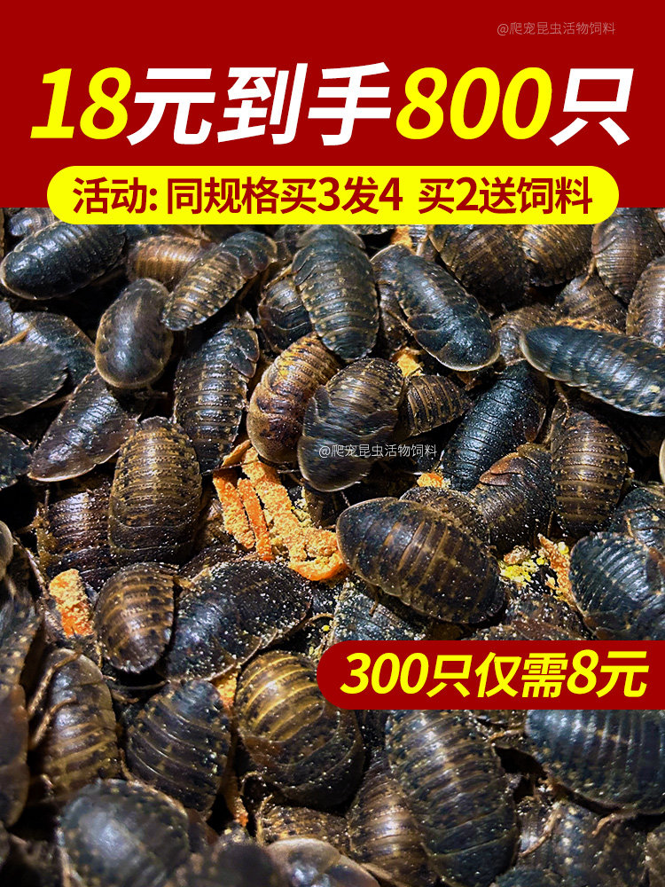 杜比亚蟑螂 昆虫 爬宠 活饵 饲料