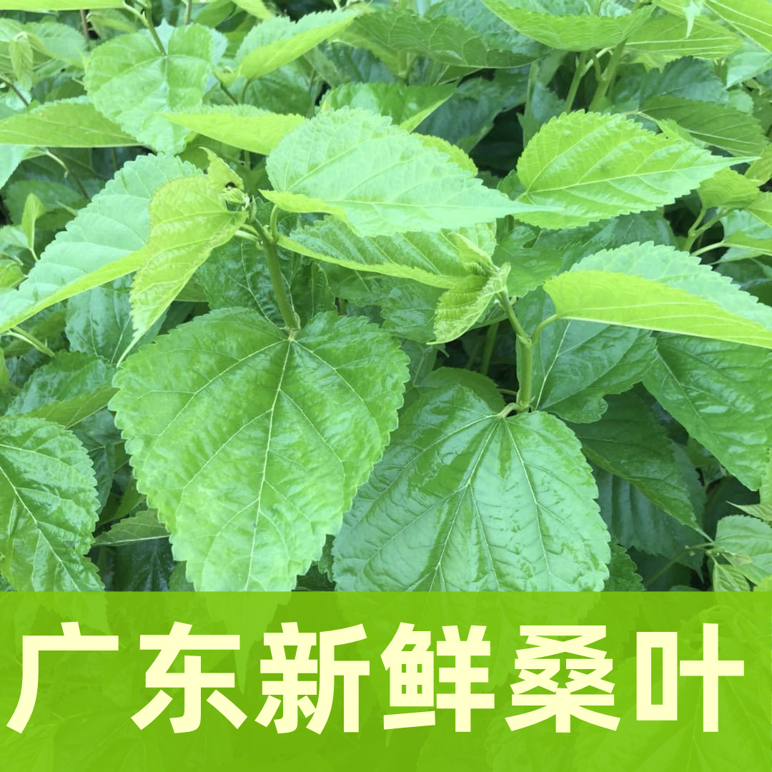 桑叶新鲜喂蚕宝宝嫩桑叶农家现摘养蚕饲料七彩小蚕食物买二送一