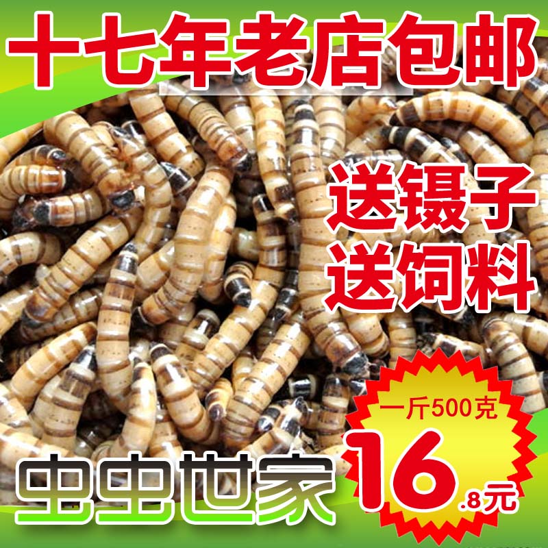 大麦虫活体超级面包虫活虫宠物蜥蜴乌龟鸟鱼活体饲料活虫500g包邮