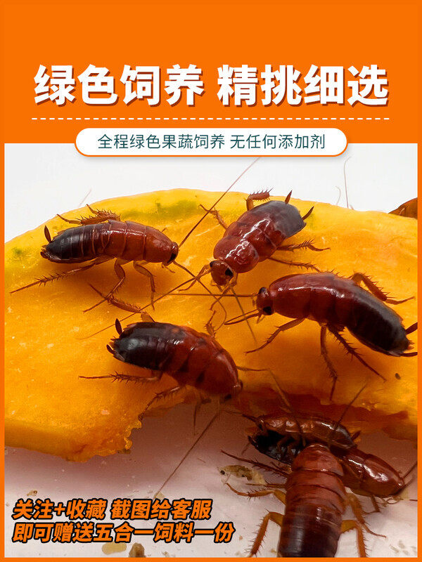 樱桃蟑螂活体饲料樱桃红蟑螂幼体活虫爬宠爬虫鸣虫食物守宫金龙鱼,宠物/宠物食品及用品,爬虫/鸣虫食物,淘宝优惠券,粉丝福利购,淘宝优惠卷