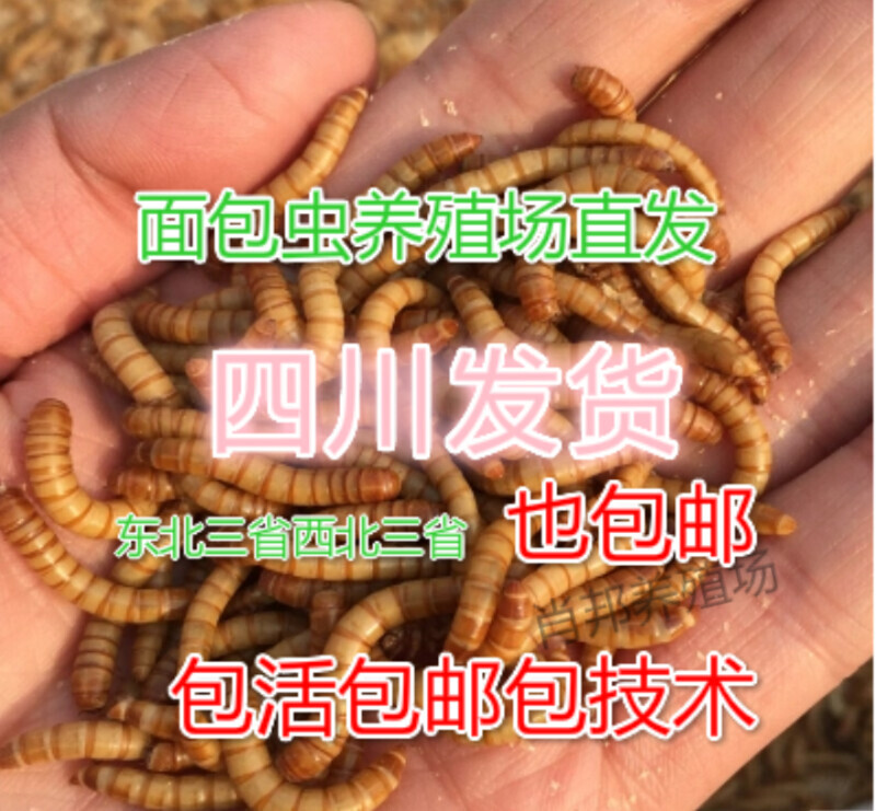 黄粉虫活体鲜活虫面包虫活虫种虫鸟食宠物饲料营养高蛋白养殖包邮