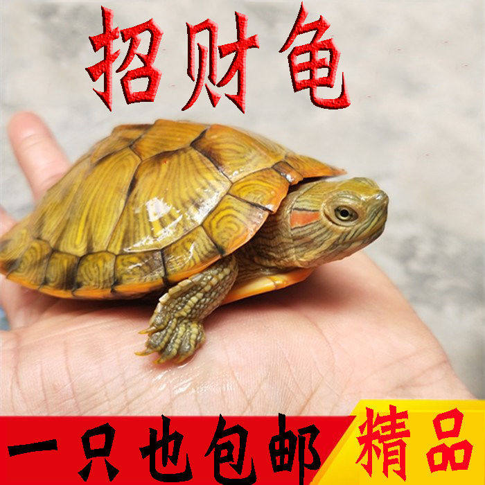 活体乌龟大小宠物招财巴西黄金龟观赏龟下蛋龟外塘红耳龟活物龟苗