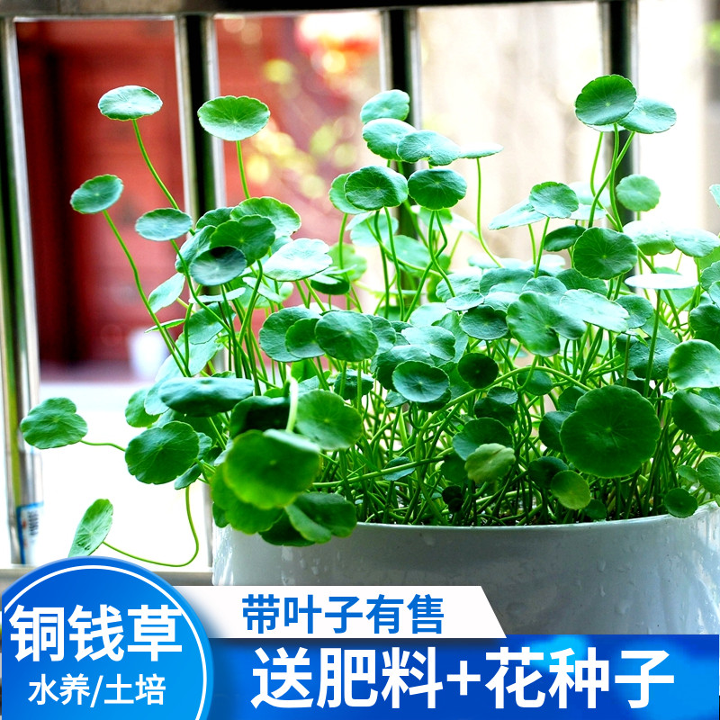 铜钱草水培植物办公室桌面盆栽金钱草花卉室内水养花