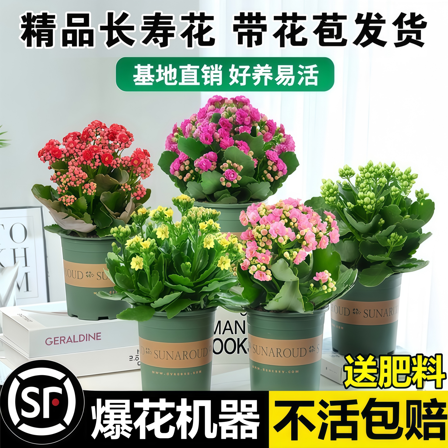 长寿花盆栽重瓣带花苞花卉室内阳台桌面绿植四季好养多肉开花植物,鲜花速递/花卉仿真/绿植园艺,时令草本花卉,淘宝优惠券,粉丝福利购,淘宝优惠卷