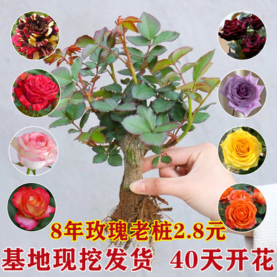 多色玫瑰花苗老桩四季开花好养