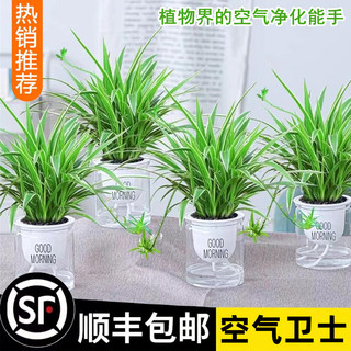 吊兰盆栽金边吊兰绿萝箩花卉植物室内花水培垂吊绿植发财树吸甲醛