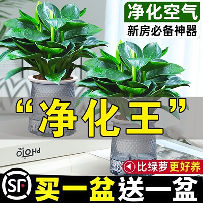 金钻绿公主盆栽绿萝室内水培植物