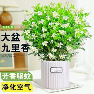 九里香盆栽茉莉花绿植室内驱蚊四季带花苞七里香水培盆景开花植物