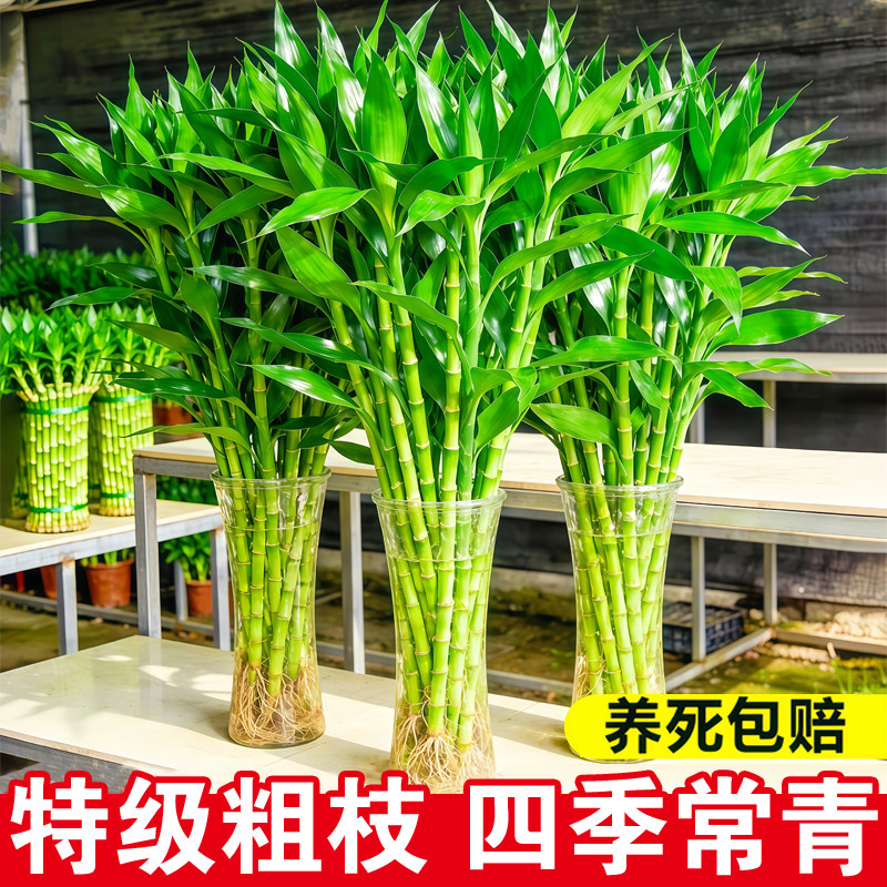 富贵竹水培植物客厅招财花卉绿植盆栽室内四季好养粗杆带根水竹子