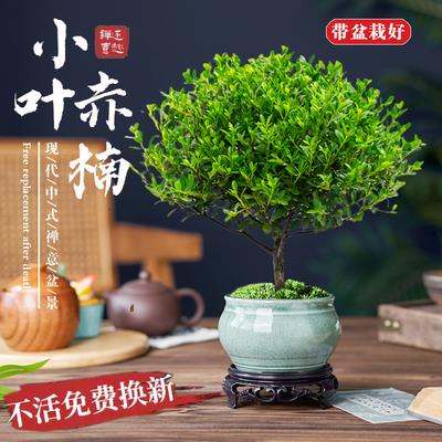 小叶赤楠老桩盆栽迷你植物花卉办公室内桌面绿植好养四季常青盆景