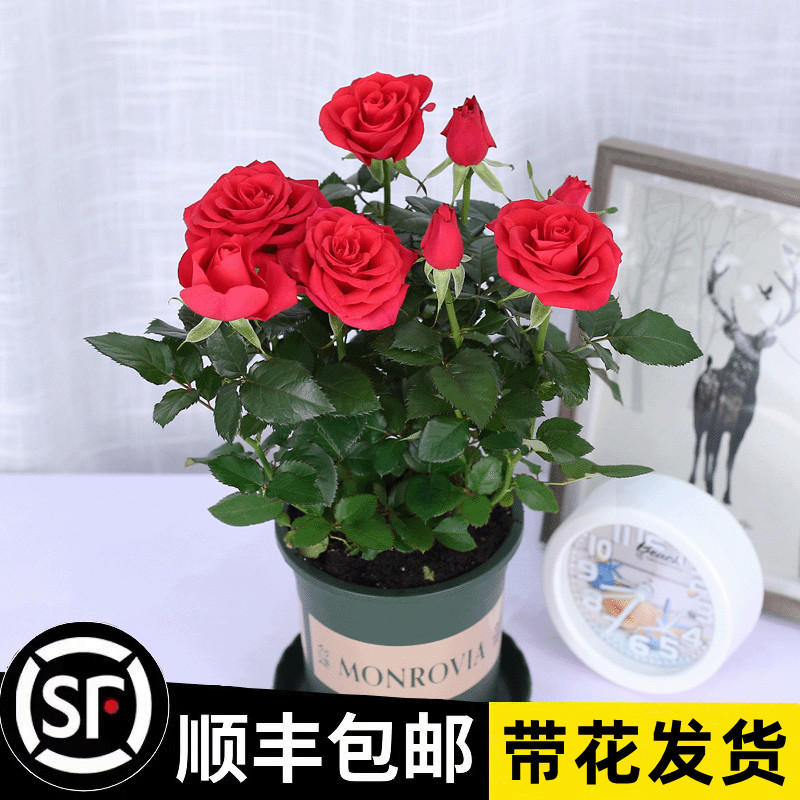 玫瑰花盆栽带花苞室内好养花卉观花植物阳台月季花苗盆栽四季开花