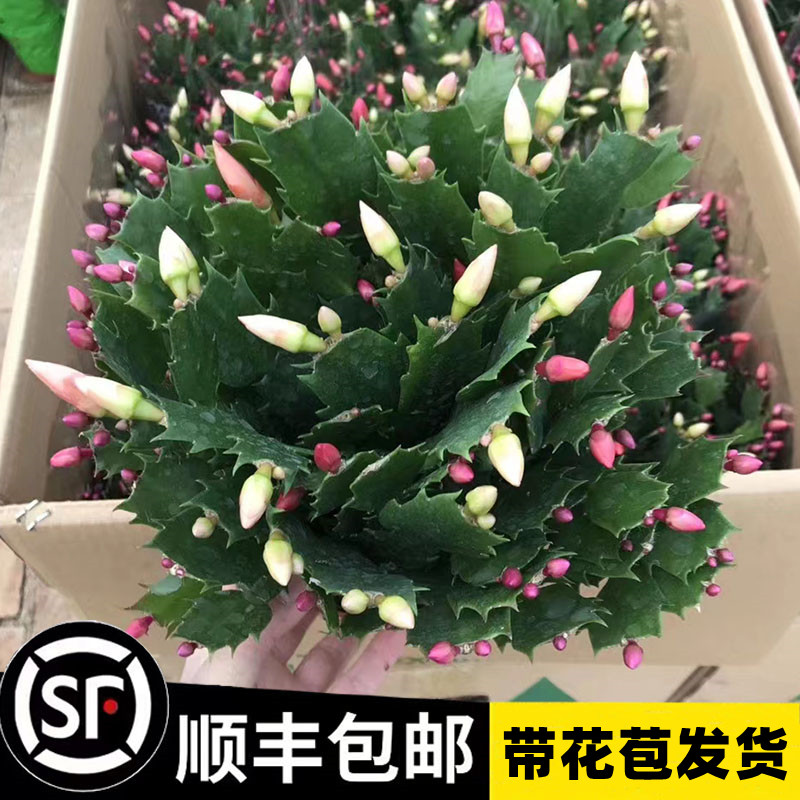 多色蟹爪兰花苗盆栽带花苞四季开花重瓣螃蟹抓莲好养易活室内花卉