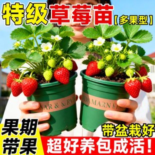 草莓苗批发新奶油草莓苗秧四季结果盆栽特大号丹东99玄玉红颜果树