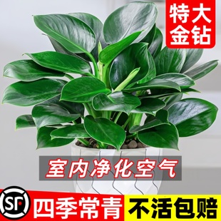 金钻绿公主盆栽带花苞绿箩萝水培植物办公室内花卉绿植四季好养活