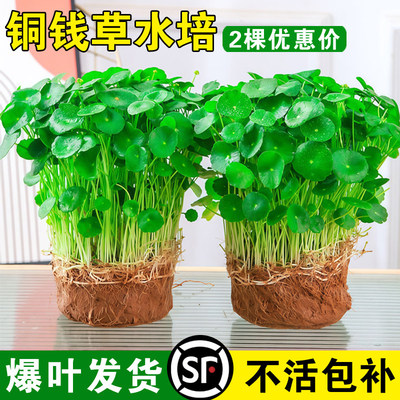 大叶铜钱草水培植物室内好养鱼缸水草专用水养金钱草花卉绿植盆栽
