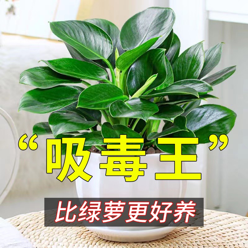 金钻盆栽植物绿萝箩水培绿植万年青花卉多肉办公室内吸除甲醛好养-封面