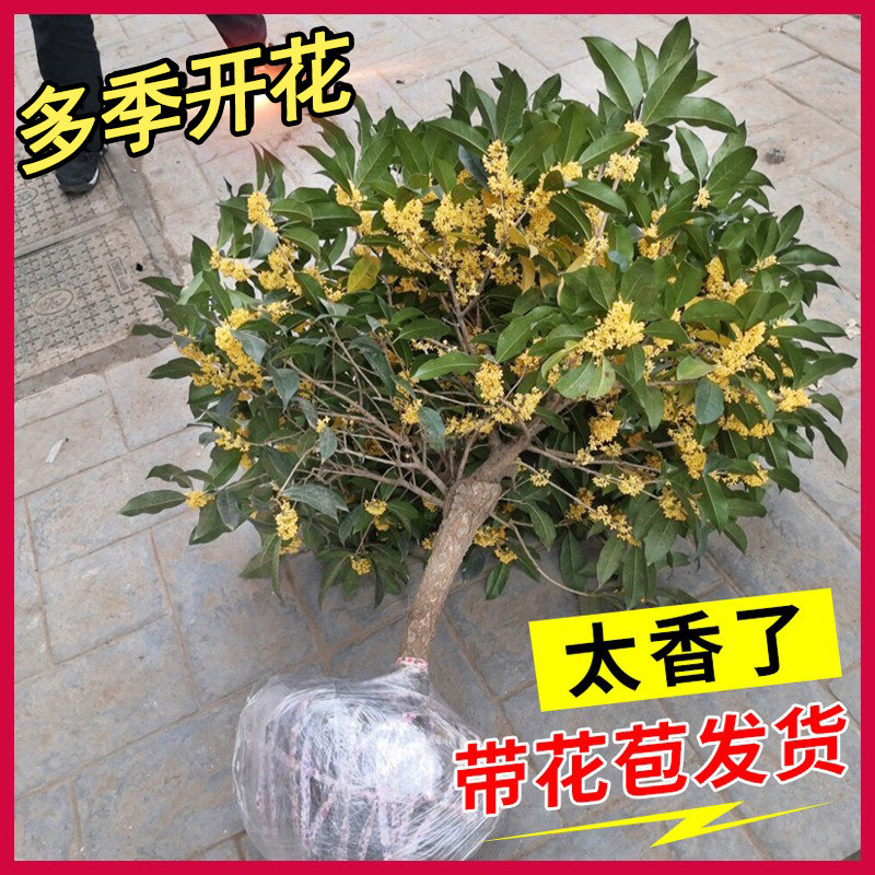 桂花绿植庭院四季浓香型树苗