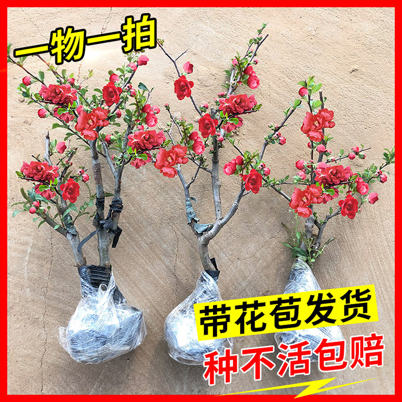 海棠西府重瓣带花苞发货