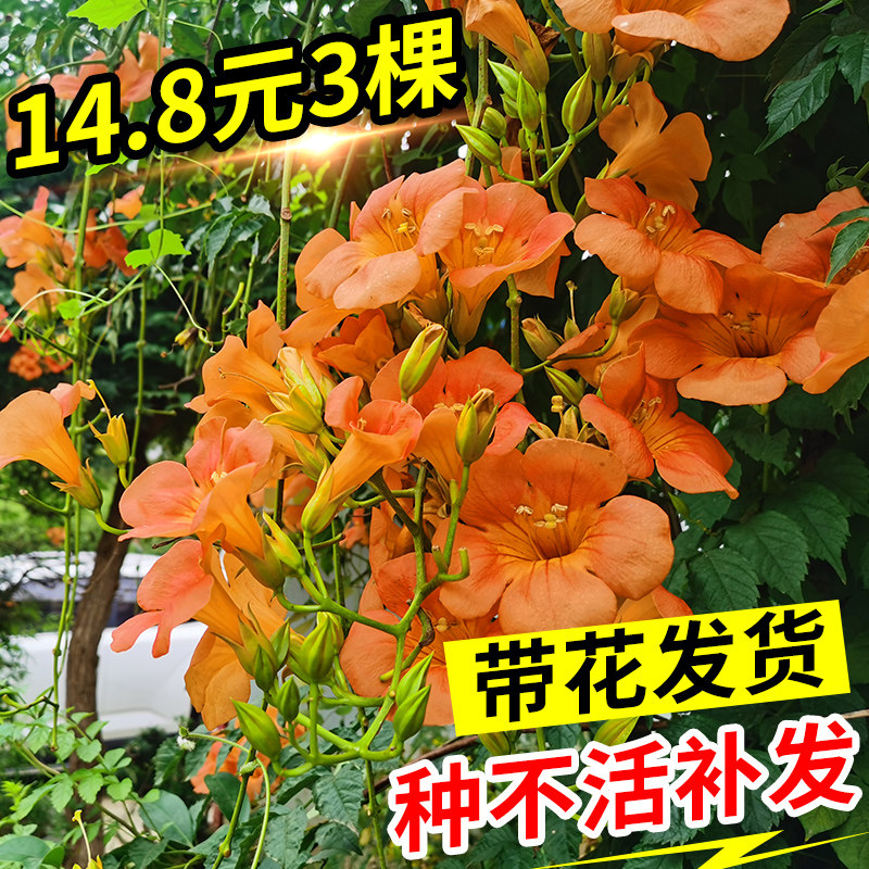 凌霄花苗爬藤植物四季庭院花卉