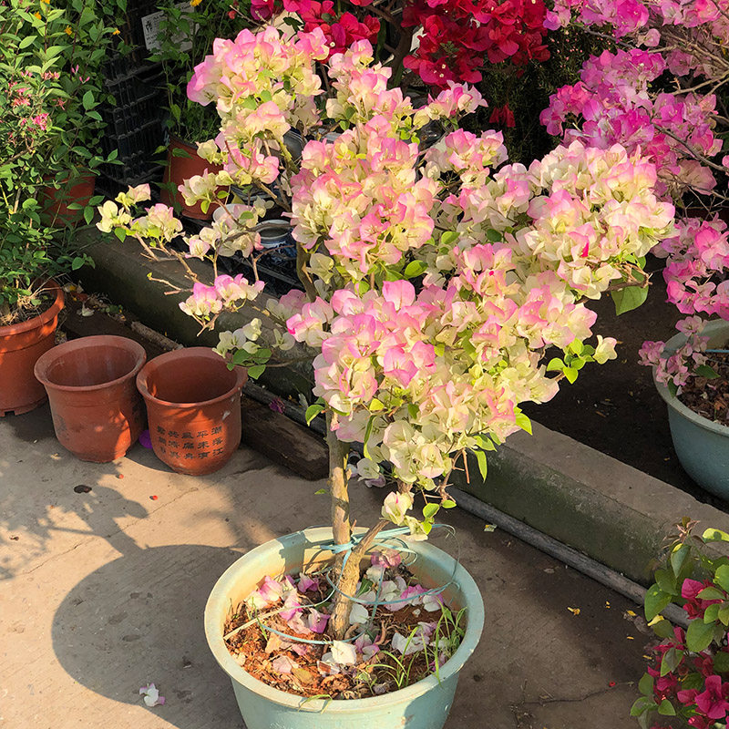 三角梅花苗攀援花卉重瓣三叶梅苗爬藤植物藤本叶子花盆栽植物