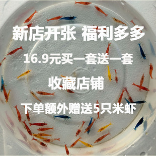 包邮 观赏虾淡水活体除藻工具宠物虾极火黑壳樱花香吉士琉璃蓝宝石