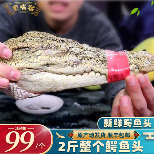 鳄鱼头2斤整个新鲜煲汤推荐顺丰