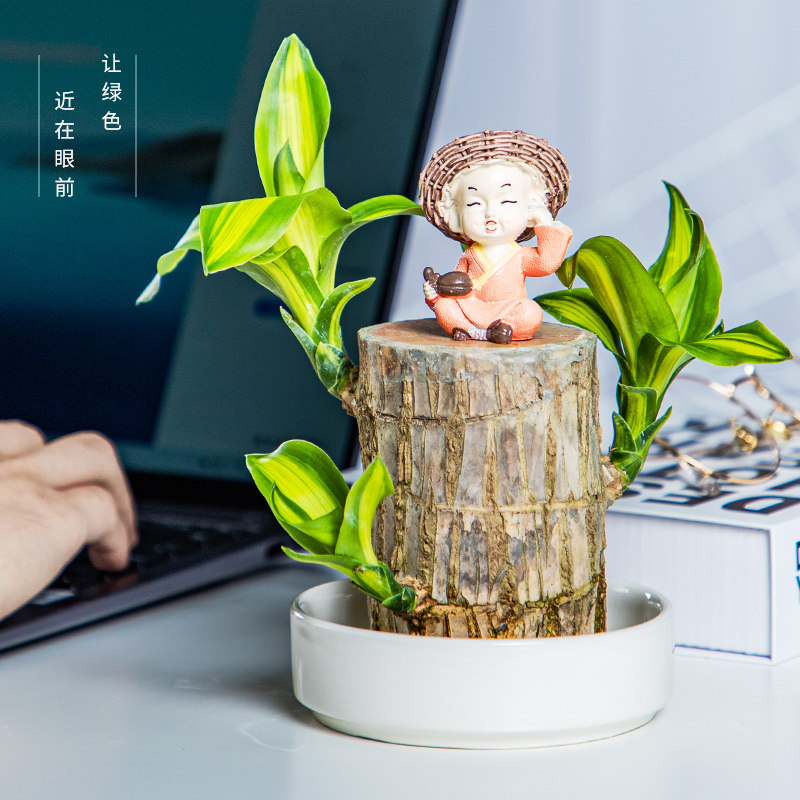巴西木迷你室内盆栽格鲁特小和尚绿植四季常青幸运木带苞芽水培